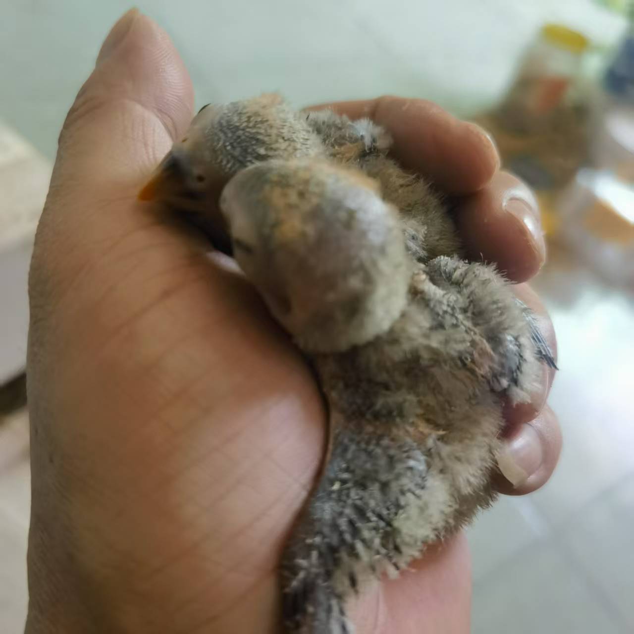 接受预订（这般可爱，谁不爱呀）